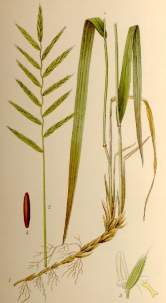 Pflanzenbild gross Fieder-Zwenke - Brachypodium pinnatum aggr.