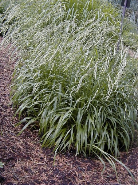 Pflanzenbild gross Wald-Zwenke - Brachypodium sylvaticum