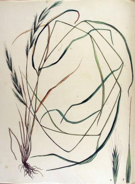 Pflanzenbild gross Wald-Zwenke - Brachypodium sylvaticum