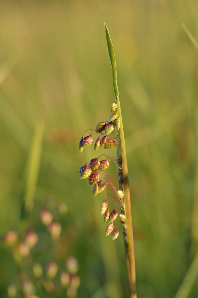 Pflanzenbild gross Mittleres Zittergras - Briza media