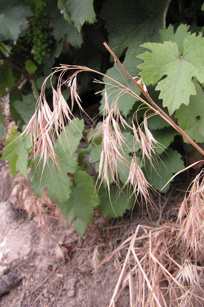 Pflanzenbild gross Dach-Trespe - Bromus tectorum