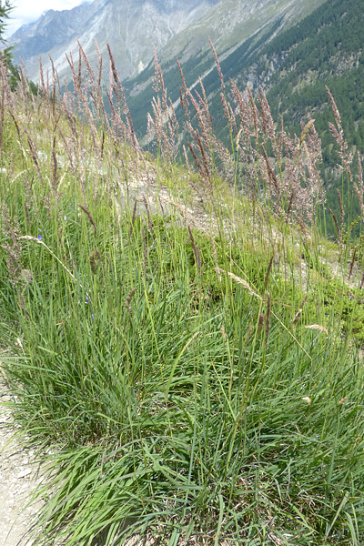 Pflanzenbild gross Berg-Reitgras - Calamagrostis varia
