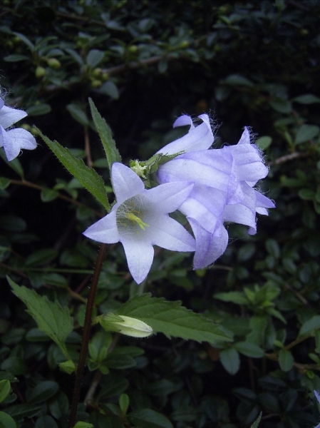 Pflanzenbild gross Nesselblättrige Glockenblume - Campanula trachelium