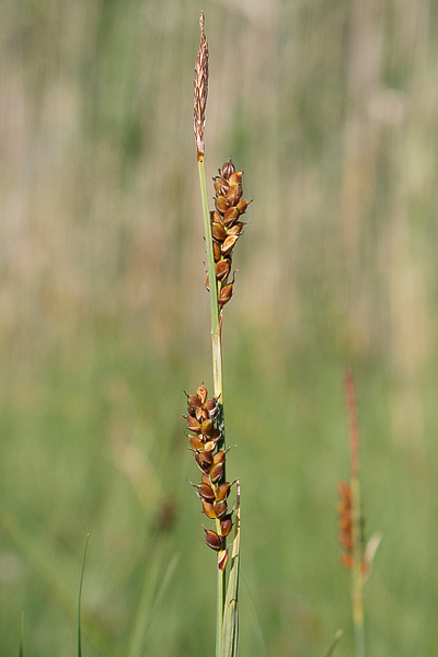 Pflanzenbild gross Hirsen-Segge - Carex panicea
