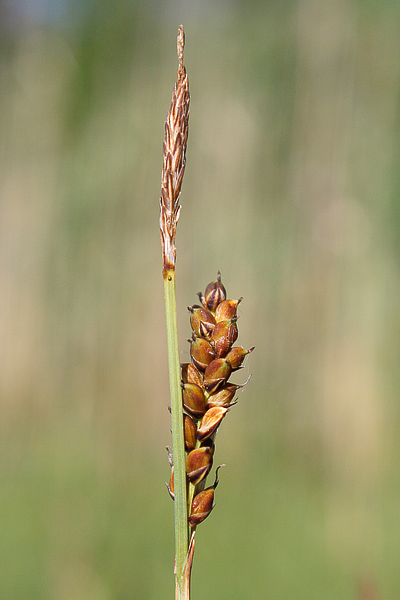 Pflanzenbild gross Hirsen-Segge - Carex panicea