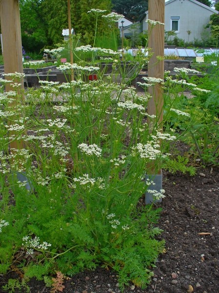 Pflanzenbild gross Kümmel - Carum carvi