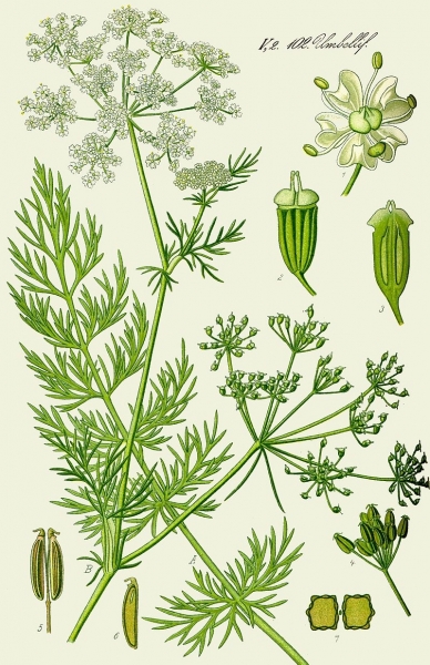 Pflanzenbild gross Kümmel - Carum carvi