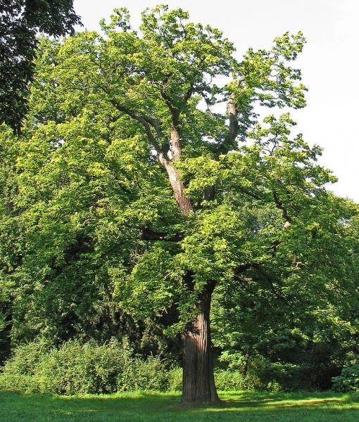 Pflanzenbild gross Edel-Kastanie - Castanea sativa