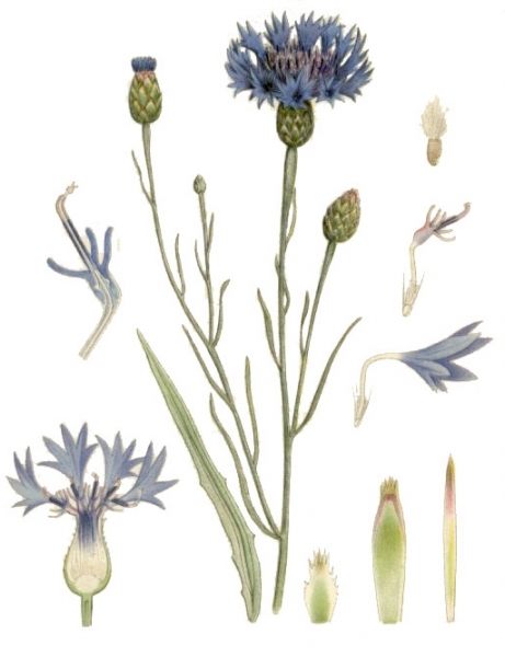 Pflanzenbild gross Kornblume - Centaurea cyanus