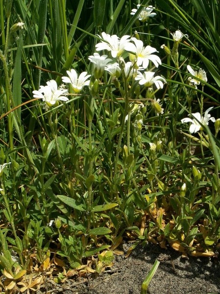 Pflanzenbild gross Acker-Hornkraut - Cerastium arvense