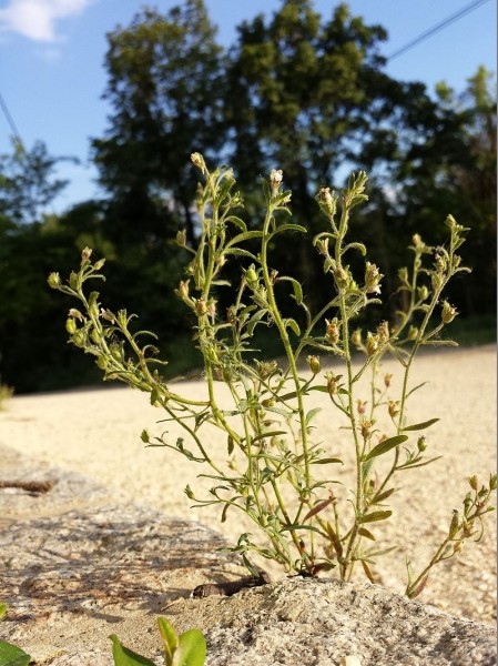 Pflanzenbild gross Kleines Leinkraut - Chaenorrhinum minus