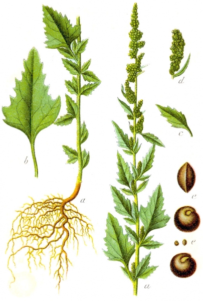 Pflanzenbild gross Weisser Gänsefuss - Chenopodium album