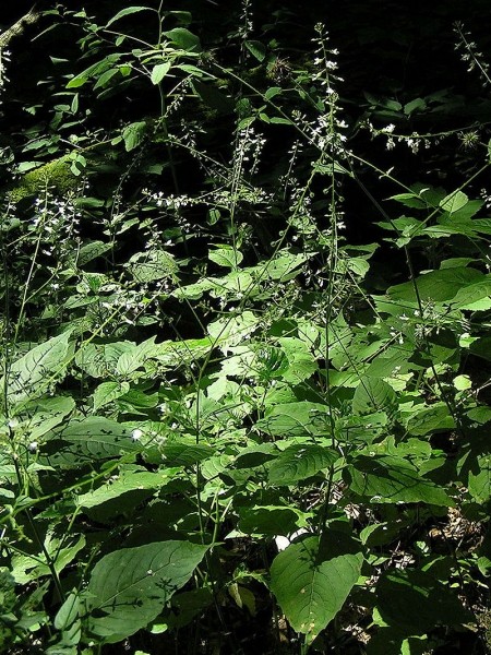 Pflanzenbild gross Grosses Hexenkraut - Circaea lutetiana