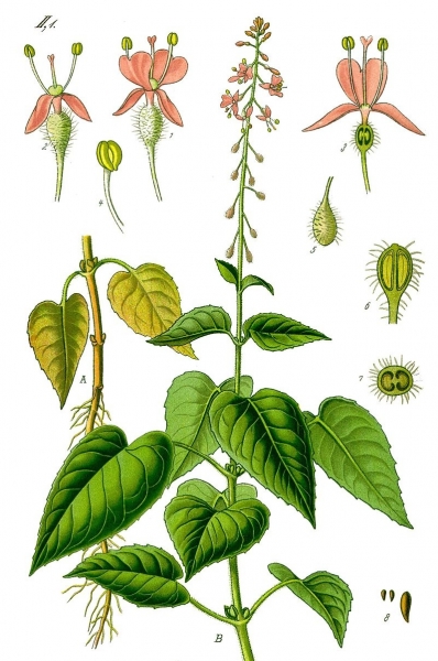 Pflanzenbild gross Grosses Hexenkraut - Circaea lutetiana