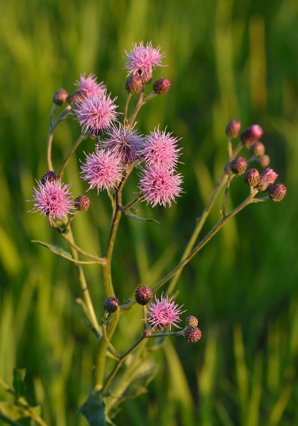 Pflanzenbild gross Acker-Kratzdistel - Cirsium arvense