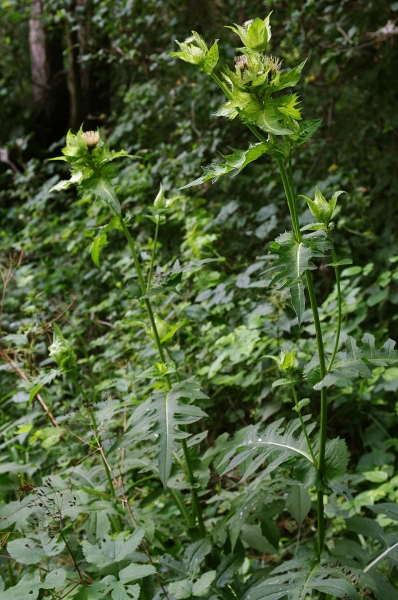Pflanzenbild gross Kohldistel - Cirsium oleraceum