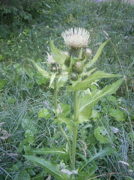 Pflanzenbild gross Kohldistel - Cirsium oleraceum