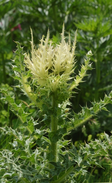 Pflanzenbild gross Alpen-Kratzdistel - Cirsium spinosissimum