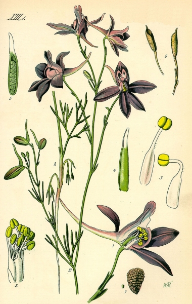 Pflanzenbild gross Acker-Rittersporn - Consolida regalis