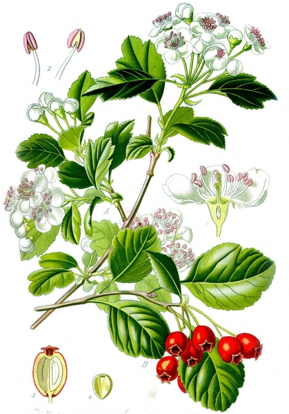 Pflanzenbild gross Zweigriffeliger Weissdorn - Crataegus laevigata