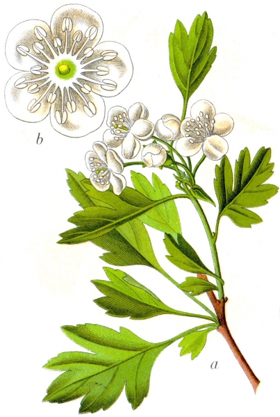 Pflanzenbild gross Eingriffeliger Weissdorn - Crataegus monogyna