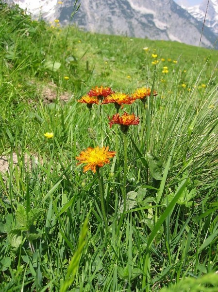 Pflanzenbild gross Gold-Pippau - Crepis aurea
