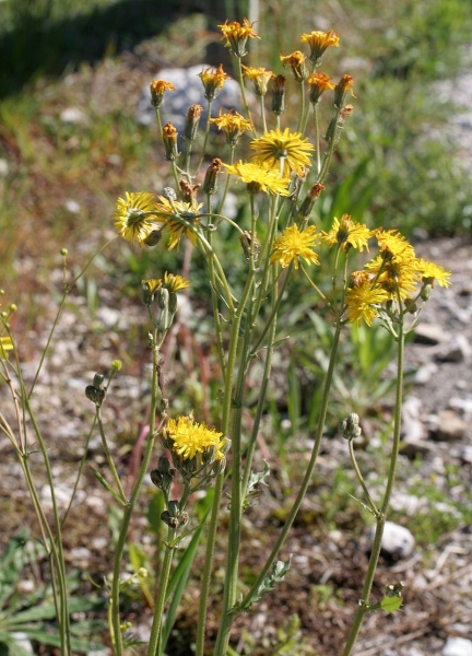 Pflanzenbild gross Wiesen-Pippau - Crepis biennis
