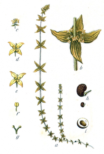 Pflanzenbild gross Behaartes Kreuzlabkraut - Cruciata laevipes