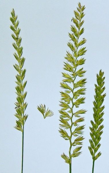 Pflanzenbild gross Wiesen-Kammgras - Cynosurus cristatus