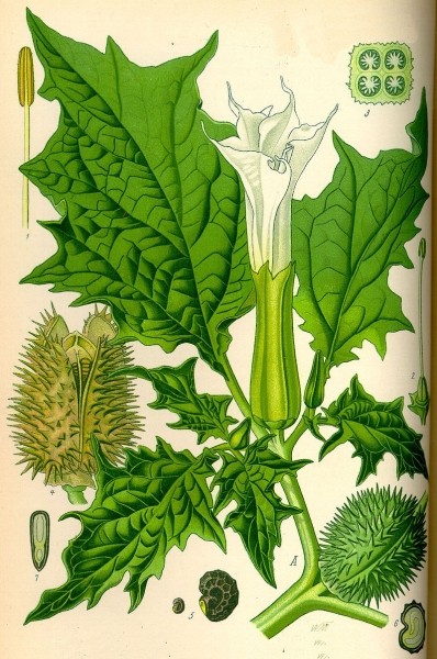 Pflanzenbild gross Stechapfel - Datura stramonium