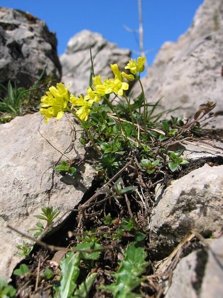 Pflanzenbild gross Immergrünes Felsenblümchen - Draba aizoides