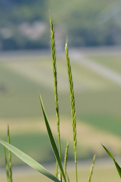 Pflanzenbild gross Kriechende Quecke - Elymus repens