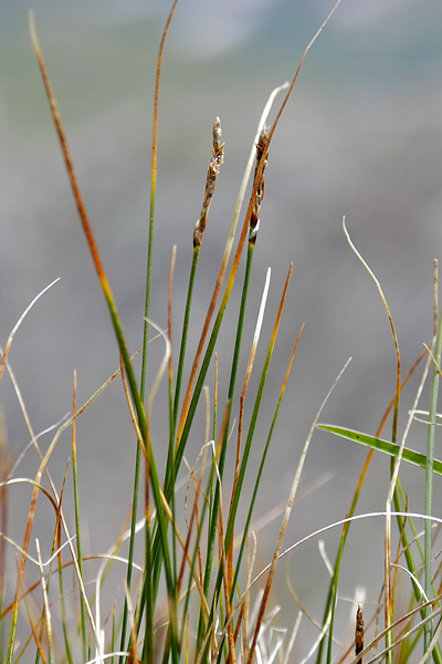 Pflanzenbild gross Nacktried - Elyna myosuroides