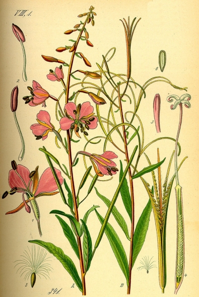 Pflanzenbild gross Wald-Weidenröschen - Epilobium angustifolium