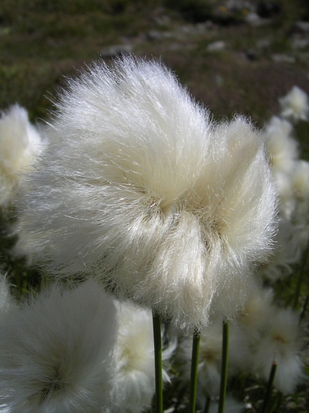 Pflanzenbild gross Scheuchzers Wollgras - Eriophorum scheuchzeri