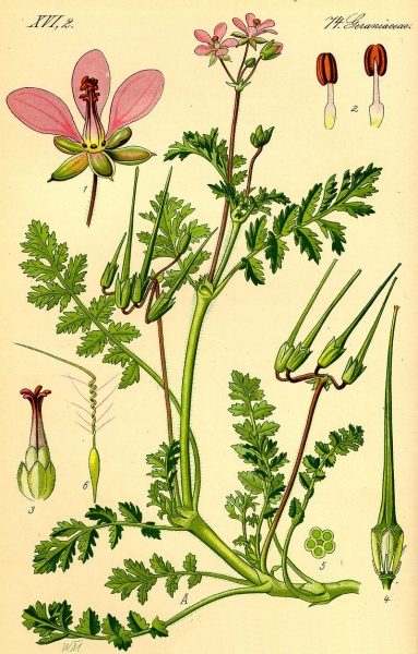 Pflanzenbild gross Gemeiner Reiherschnabel - Erodium cicutarium