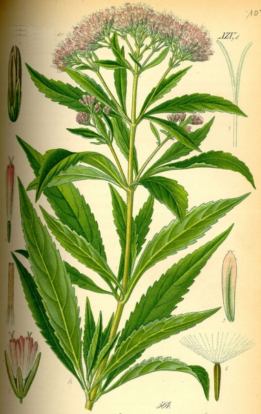 Pflanzenbild gross Wasserdost - Eupatorium cannabinum