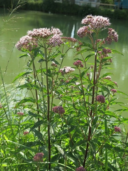 Pflanzenbild gross Wasserdost - Eupatorium cannabinum