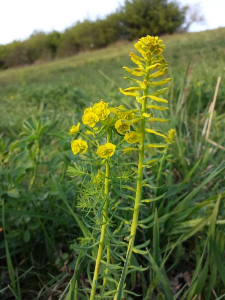 Pflanzenbild gross Zypressenblättrige Wolfsmilch - Euphorbia cyparissias