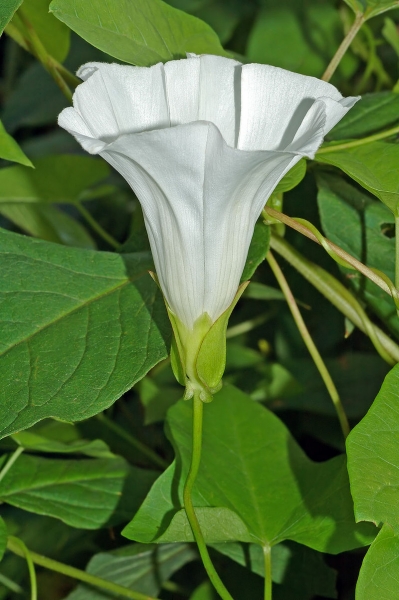 Pflanzenbild gross Echte Zaunwinde - Calystegia sepium