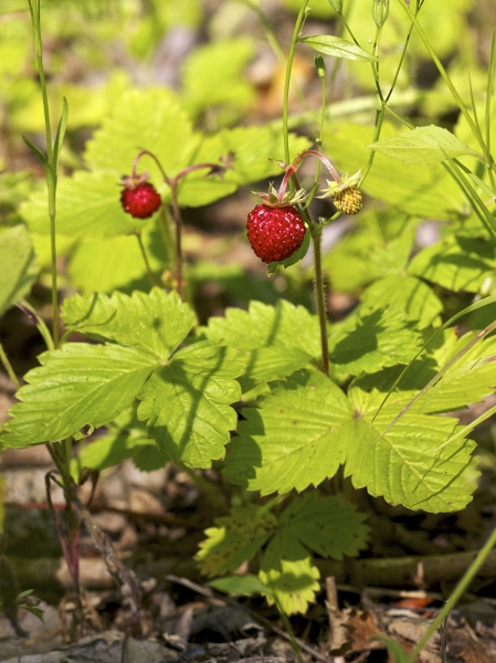 Pflanzenbild gross Wald-Erdbeere - Fragaria vesca