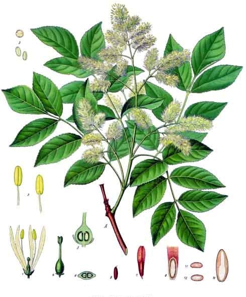 Pflanzenbild gross Manna-Esche - Fraxinus ornus