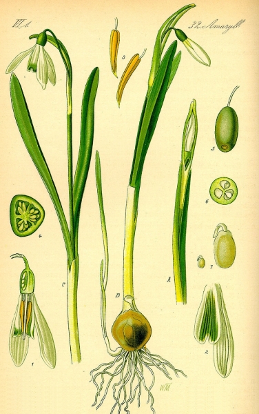 Pflanzenbild gross Schneeglöckchen - Galanthus nivalis