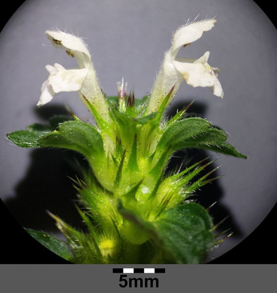 Pflanzenbild gross Stechender Hohlzahn - Galeopsis tetrahit