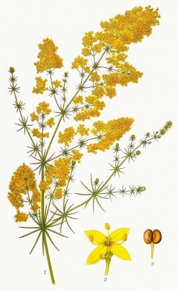 Pflanzenbild gross Echtes Labkraut - Galium verum