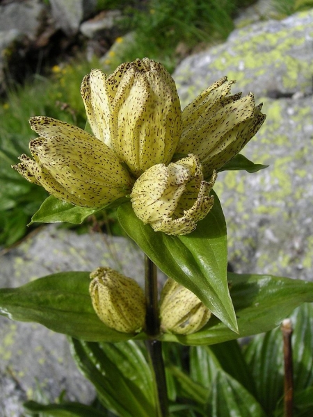 Pflanzenbild gross Getüpfelter Enzian - Gentiana punctata