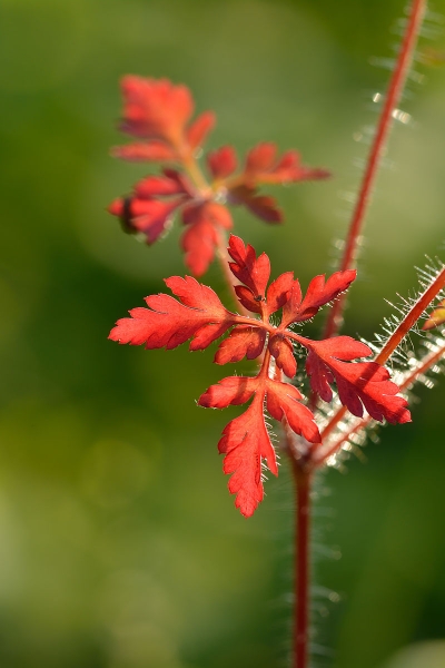 Pflanzenbild gross Stinkender Storchschnabel - Geranium robertianum