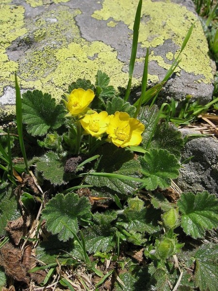 Pflanzenbild gross Berg-Nelkenwurz - Geum montanum