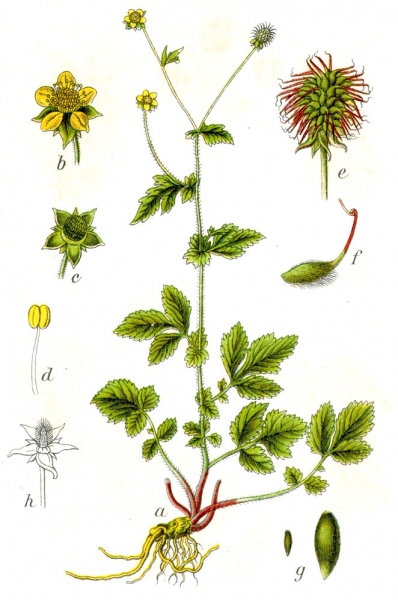 Pflanzenbild gross Echte Nelkenwurz - Geum urbanum