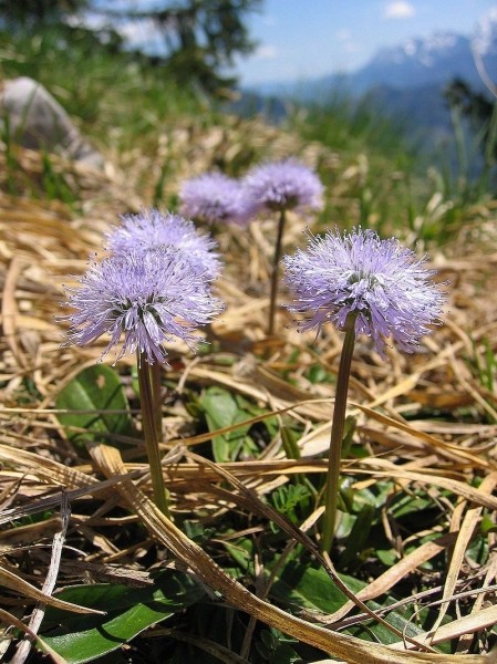 Pflanzenbild gross Schaft-Kugelblume - Globularia nudicaulis